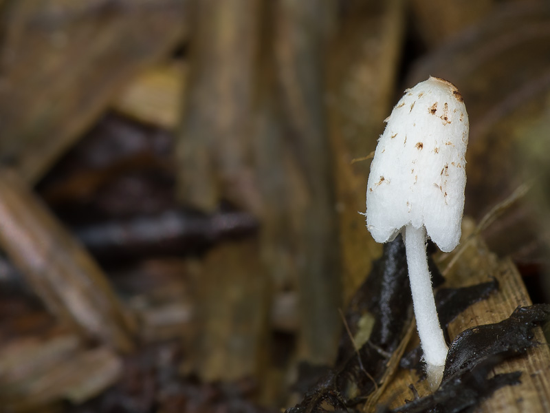 Coprinopsis tigrinella